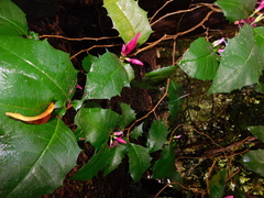 Graptophyllum ilicifolium