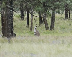 Osphranter robustus erubescens