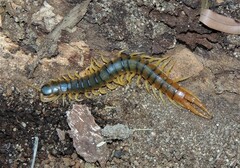 Ethmostigmus rubripes