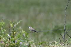 Stizoptera bichenovii