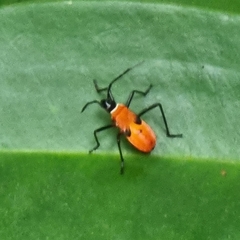 Dysdercus decussatus