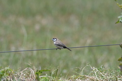 Stizoptera bichenovii