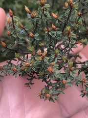 Pultenaea reflexifolia
