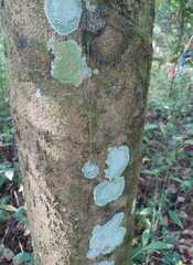 Cryptothecia striata