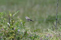 Stizoptera bichenovii