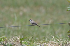 Stizoptera bichenovii