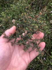 Pultenaea reflexifolia
