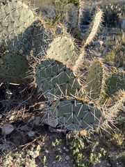 Opuntia arizonica