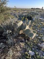 Opuntia arizonica