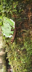 Anolis humilis