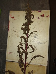 Rumex crispus
