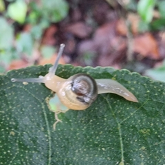 Helicarion perfragilis