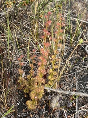 Drosera platypoda