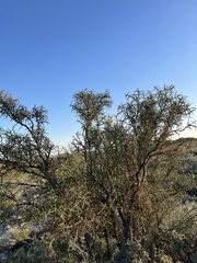 Koeberlinia spinosa