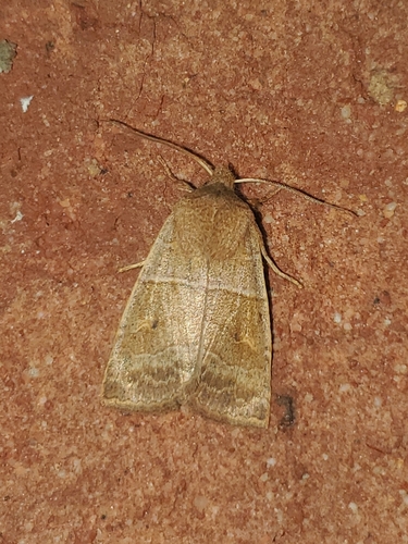 Morrison's Sallow photo 5