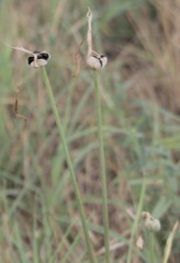 Zephyranthes chlorosolen