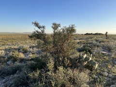 Koeberlinia spinosa