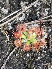 Drosera pulchella