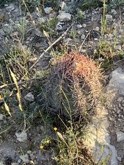 Echinocactus horizonthalonius