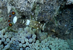 Ancylocaris brevicarpalis