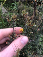 Pultenaea reflexifolia