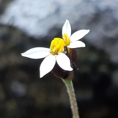Tridax coronopifolia