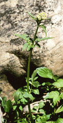 Valeriana occidentalis