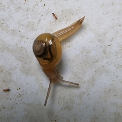 Helicarion perfragilis