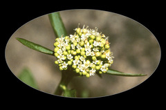 Valeriana occidentalis