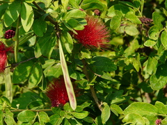 Calliandra tergemina emarginata