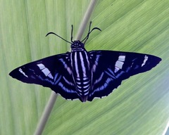 Elbella patrobas mexicana