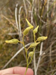 Drosera sulphurea