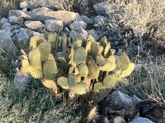 Opuntia strigil