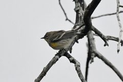 Setophaga coronata coronata × auduboni