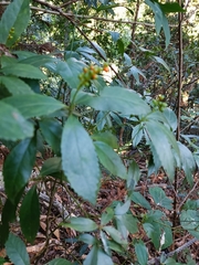 Sarcandra glabra