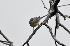 Setophaga coronata coronata × auduboni