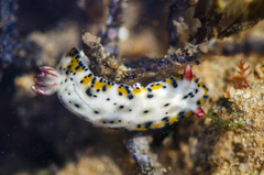 Hypselodoris rudmani
