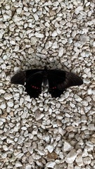 Heraclides rogeri rogeri