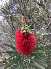 Callistemon