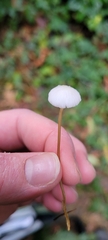 Pseudomarasmius pallidocephalus