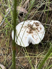 Amanita farinacea