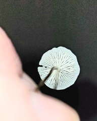 Pseudomarasmius pallidocephalus