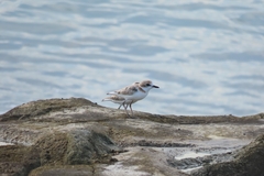 Charadrius peronii