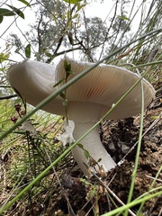 Amanita farinacea