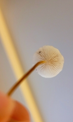 Pseudomarasmius pallidocephalus