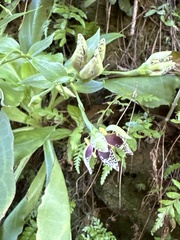 Swertia shintenensis