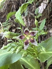 Swertia shintenensis