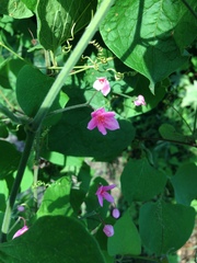Antigonon cinerascens