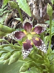 Swertia shintenensis