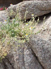Perityle crassifolia